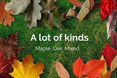 97 Autumn Leaves Photo Overlays Product Image 6