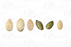 Watercolor pumpkin clip art pack, Pumpkin plant and flowers Product Image 5
