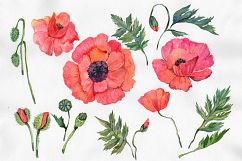 Red poppy PNG watercolor flowers Product Image 1