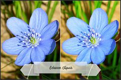 Incredible Flowers Profiles LR7.3 ACR10.3 Product Image 17