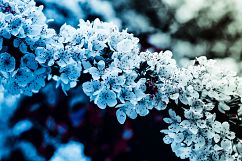 35 Flowering Spring Lightroom Presets Product Image 7