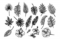 Tropical leaves illustration set on white background Product Image 1