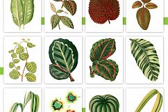 Entire Vintage Collection -Over 1000 Illustrations Product Image 17