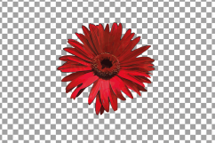 Watercolor Gerbera Daisy clip art pack, colorful gerberas 2 Product Image 11