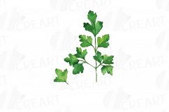 Herbs and Spices clip art pack, Watercolor herbs and spices chart, kitchen herbs, food print. PNG, jpg, svg, vector illustrator &amp;corel files Product Image 2