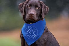 Dog Scarf Mockup, Pumpkin Scene &amp; Closeup for year round use Product Image 2
