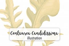 Leaves - Vintage Centaurea Candidissima Product Image 1