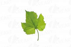 Grapes clip art watercolor wine grape, branch, flowers, leaf Product Image 3