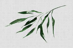 Exotic bamboo PNG watercolor set Product Image 2