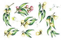 Eucalyptus. Watercolor collection Product Image 2