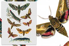Butterfly - Insects - Vintage Bugs - Butterflies Product Image 2