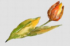 Colorful autumn tulips PNG watercolor set   Product Image 5