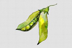 Pea seed vegetables PNG watercolor set Product Image 4