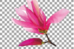 Watercolor Pink Magnolia flower and leaf clip art pack, magnolias clip art. PNG, jpg, svg, vector illustrator &amp; corel files included Product Image 7