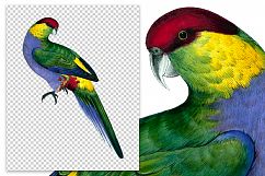 Birds - Vintage Red-Capped Parrakeet Product Image 2