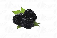 Watercolor Blackberry, branch and leaves clip art pack Product Image 9