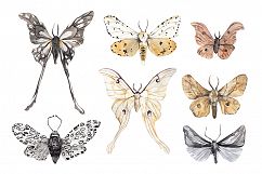 MOTH watercolor collection Product Image 8