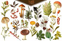 Field &amp; Forest Vintage Botanical Graphics Product Image 3