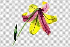 Wildflower lemon lily PNG watercolor set Product Image 6