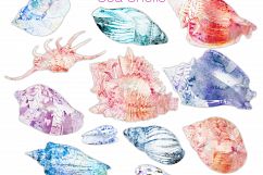 Beach Seashells Ocean Shells Clipart Product Image 4
