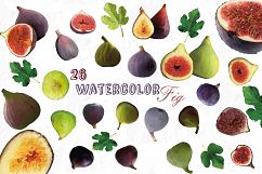 Watercolor Fig clip art pack,common fig leaves, fig fruit Product Image 1
