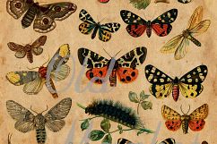 Vintage Butterfly Scientific Plates Digital Paper Product Image 3