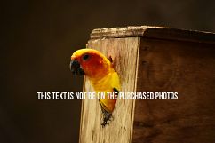 9 Beautiful Birds V2 Product Image 9