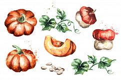 Pumpkin. Watercolor bundle Product Image 2