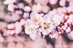 23 Pink Spring Lightroom Presets Product Image 6