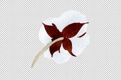 Cotton soft flower PNG watercolor set Product Image 9