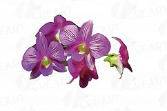 Colourful orchids watercolor clip art pack, leaves, flowers Product Image 12