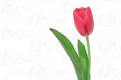 Tulip watercolor clip art pack, watercolor tulip design Product Image 10