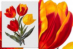 Florals - Vintage Single Early Tulips Product Image 2