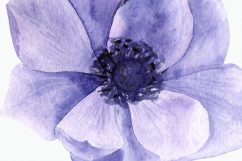 Purple Anemone Watercolor Clip Art Set + Wreath Product Image 4