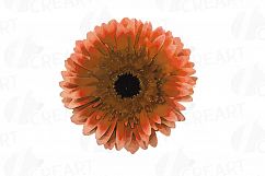 Watercolor Gerbera Daisy clip art pack, colorful gerbers Product Image 10