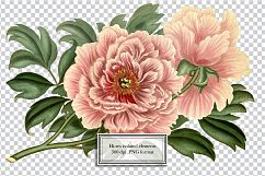 Vintage Flower Illustrations - Vol 1 Product Image 9