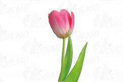 Tulip watercolor clip art pack, watercolor tulip design Product Image 9
