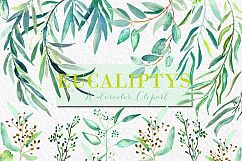 Eucalyptus. Watercolour clipart. Product Image 4