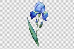 Watercolor blue irises flowers PNG set Product Image 3