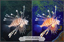 Underwater Fix Profiles for LR 7.3 &amp; ACR 10.3 Product Image 11