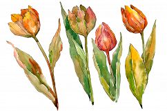 Colorful autumn tulips PNG watercolor set   Product Image 1