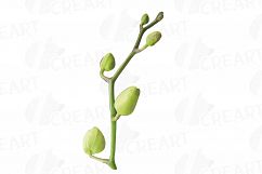 Watercolor white orchids clip art, Orchid leaves and flowers Product Image 7