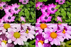 Flowers Lr Presets Product Image 6