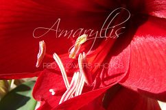 Amaryllis - the Red Flowers Photos Product Image 3