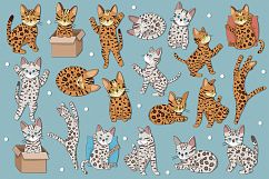 Bengal Kittens Product Image 2