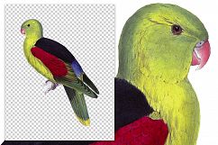 Birds - Vintage Red-Winged Parrot Product Image 2