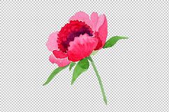 Crimson Peonies PNG watercolor set Product Image 4