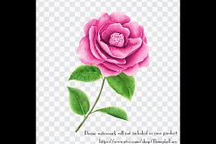 100 Watercolor Camellia Flower Clip Arts, Romantic Scrapbook Product Image 2
