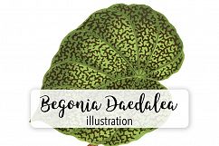 Leaves - Vintage Begonia Daedalea Product Image 1
