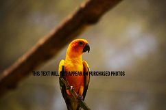 9 Beautiful Birds Product Image 10
